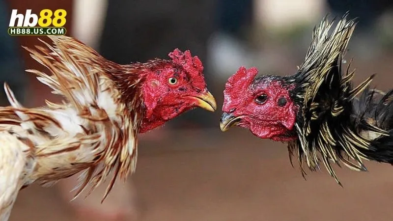 Đá gà HB88 2 Đá gà HB88